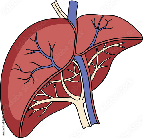 Realistic liver anatomy structure. Vector hepatic system organ, digestive gallbladder organ. Human liver vector art with white background.