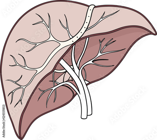 Realistic liver anatomy structure. Vector hepatic system organ, digestive gallbladder organ. Human liver vector art with white background.
