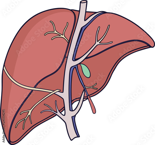 Realistic liver anatomy structure. Vector hepatic system organ, digestive gallbladder organ. Human liver vector art with white background.