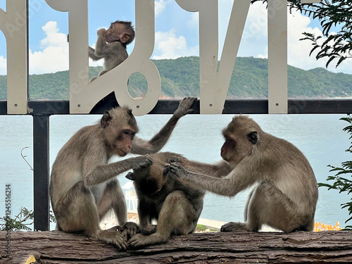 Photography The monkeys are looking for fleas and ticks