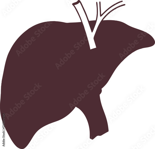Realistic liver anatomy structure. Vector hepatic system organ, digestive gallbladder organ. Human liver vector art with white background.