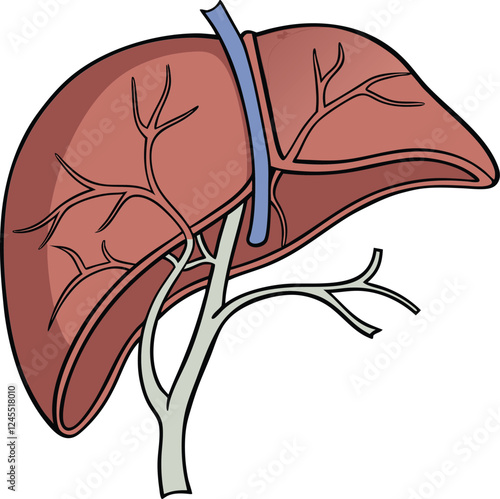 Realistic liver anatomy structure. Vector hepatic system organ, digestive gallbladder organ. Human liver vector art with white background.