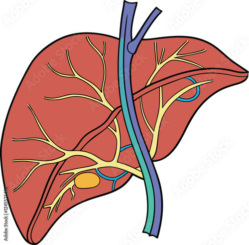 Realistic liver anatomy structure. Vector hepatic system organ, digestive gallbladder organ. Human liver vector art with white background.