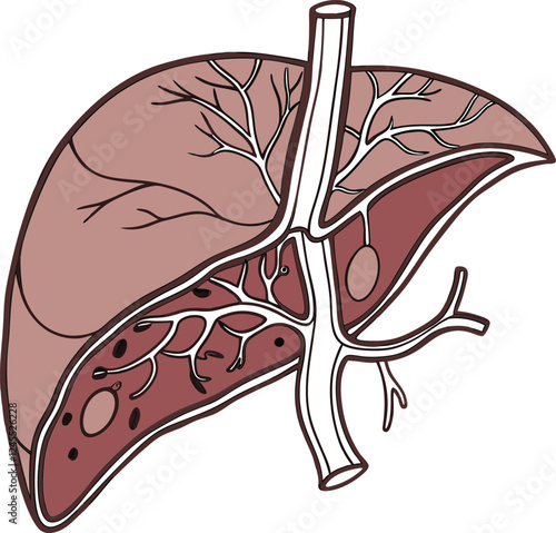 Realistic liver anatomy structure. Vector hepatic system organ, digestive gallbladder organ. Human liver vector art with white background.