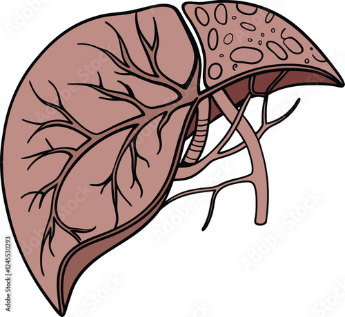Realistic liver anatomy structure. Vector hepatic system organ, digestive gallbladder organ. Human liver vector art with white background.