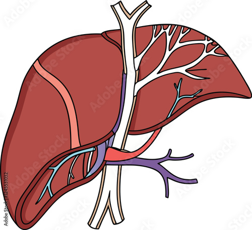 Realistic liver anatomy structure. Vector hepatic system organ, digestive gallbladder organ. Human liver vector art with white background.
