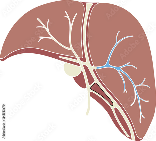 Realistic liver anatomy structure. Vector hepatic system organ, digestive gallbladder organ. Human liver vector art with white background.
