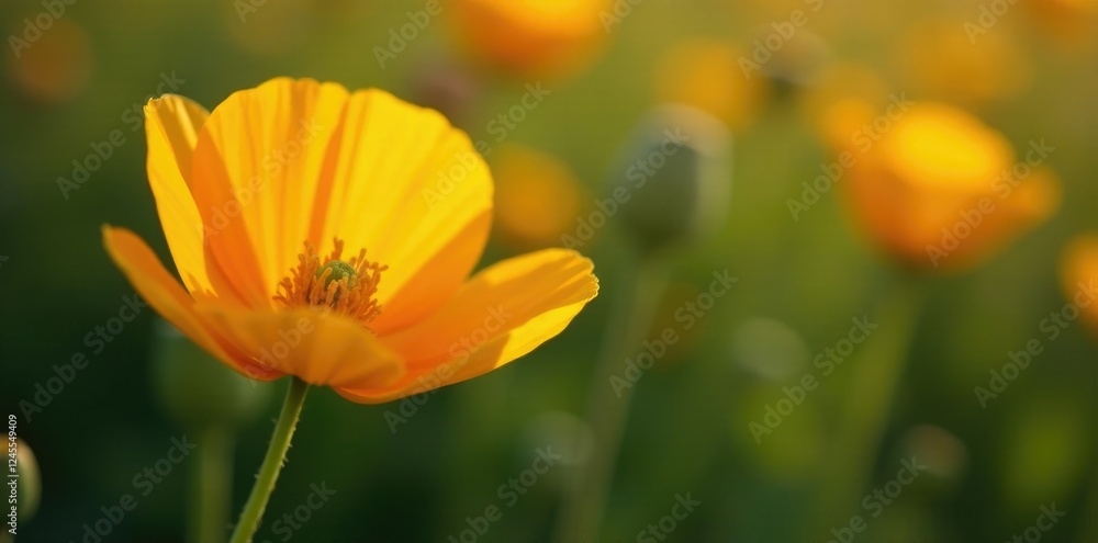 Obraz premium Single yellow orange California poppy flower with intricate details, sunny, delicate