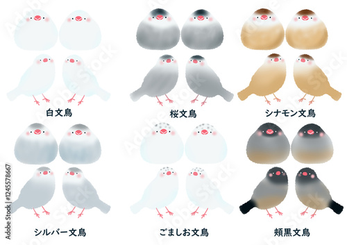 シンプルなかわいい六種類の文鳥セット