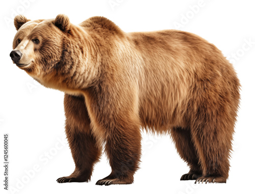 Wallpaper Mural Full body brown bear standing isolated on transparent background. Generative ai Torontodigital.ca
