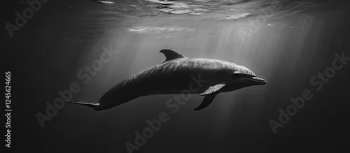 Fototapeta samoprzylepna Minimalist monochrome representation of a dolphin swimming gracefully in clear water with soft light beams filtering from above showcasing elegant lines.