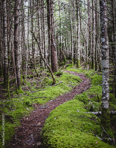 trail meanders through dense moss covered woods in Maine photo