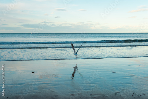 seagull's takeoff with reflection in the water photo