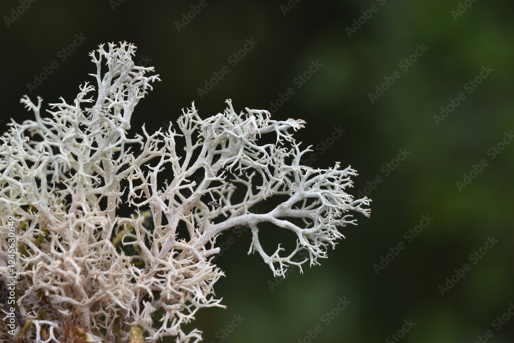 Detail of the fruticose lichen Cladonia rangiformis Detail of the fruticose lichen Cladonia rangiformis