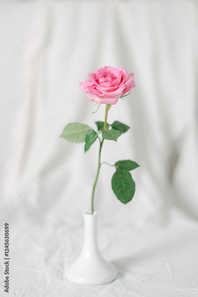 Obraz premium Delicate Pink Rose Against a Minimalist Background