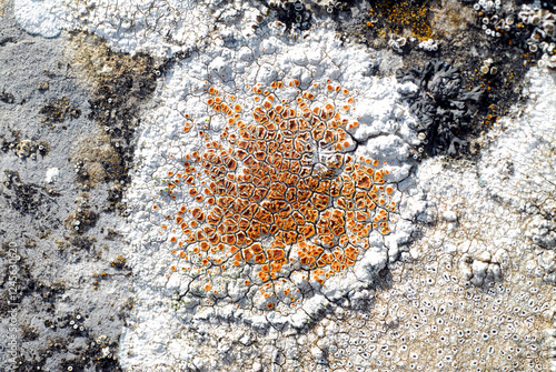 A white and orange crustose lichen on a limestone rock photo