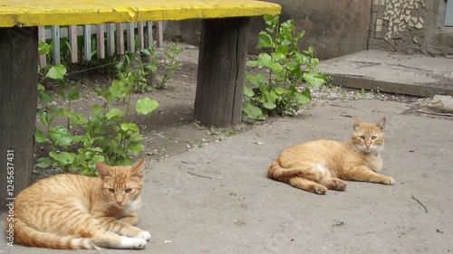 Two ginger cats lying dozily on the ground. Sleepy red cats near yellow bench outdoors. photo