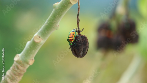 Scutelleridae is a family of true bugs. They are commonly known as jewel (stink) bugs or metallic shield bugs due to their often brilliant coloration photo