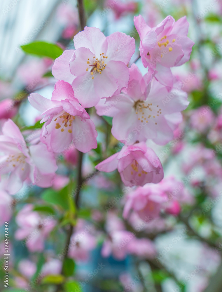 Obraz premium Pink Chinese flowering crabapple blossoms