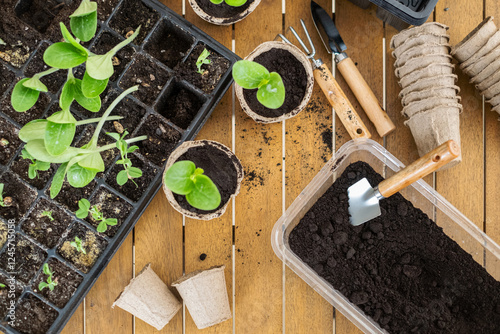 Gardening supplies and seedlings on wooden table: cultivating young plants in home garden