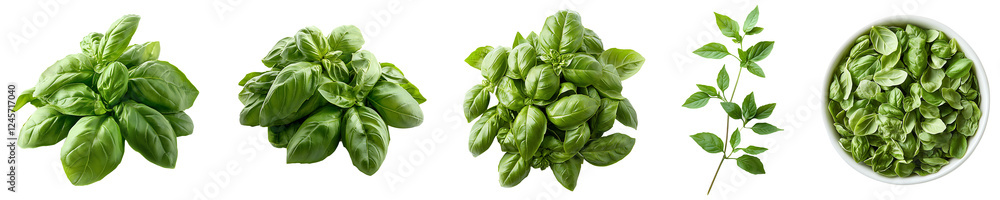 Set, Group of Fresh basil leaves Isolated on Transparent Background PNG Image. Set, Group of Fresh basil leaves Isolated on Transparent Background PNG Image.