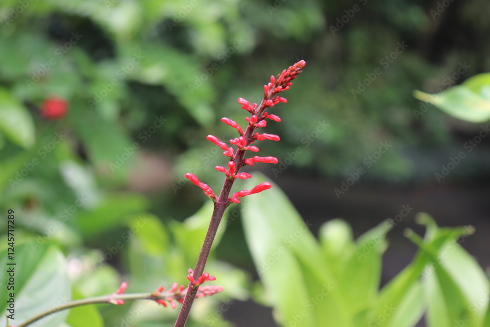 Red Budding Flower