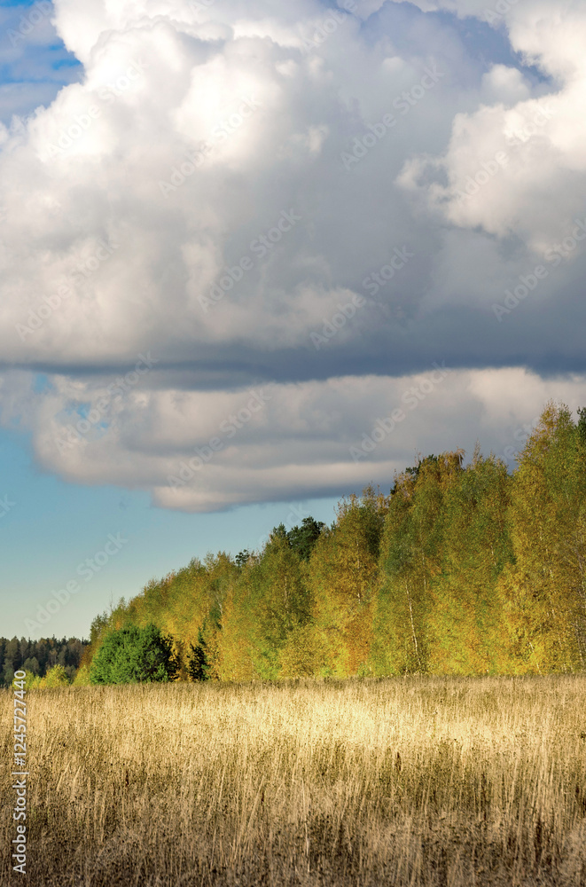 Obraz premium Field of tall grass with a cloudy sky in the background