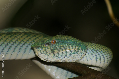 Wagler's pit viper (Tropidolaemus wagleri), female snake, curled on a branch, Sarawak, Borneo photo