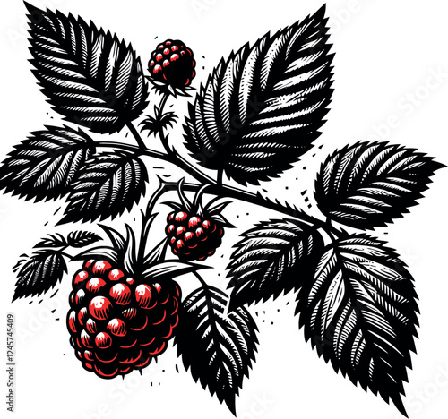 Detailed black and red botanical illustration of a raspberry branch, reminiscent of vintage prints. Antique Illustration: Raspberry Plant with Leaves and Fruit