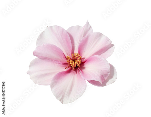 Fototapeta Naklejka Na Ścianę i Meble -  pink flower isolated on white