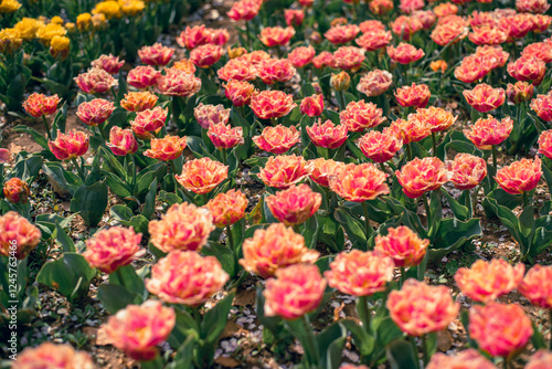 チューリップ畑