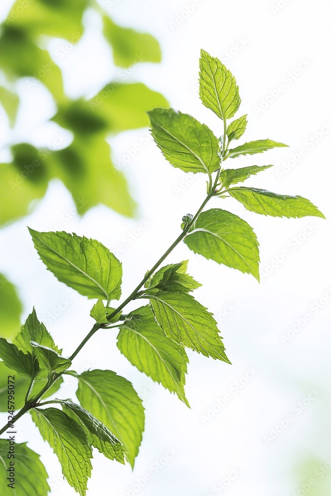 Fresh green leaves branch, spring nature background, website design Fresh green leaves branch, spring nature background, website design