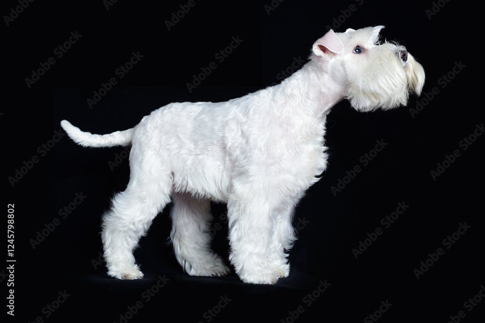 White miniature schnauzer standing pose, side portrait on black background White miniature schnauzer standing pose, side portrait on black background