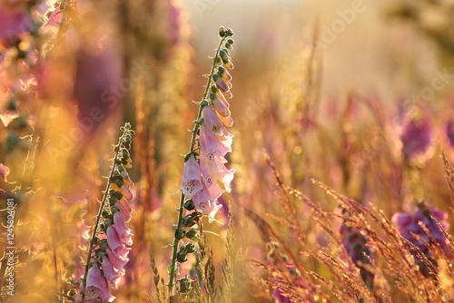 Wallpaper Mural Purple foxglove - Digitalis purpurea during sunset Torontodigital.ca