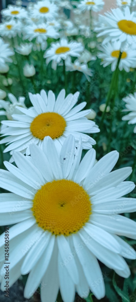Fototapeta premium Camomile