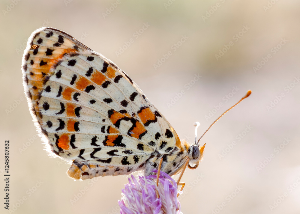 Fototapeta premium Detailed Close-Up of a Butterfly