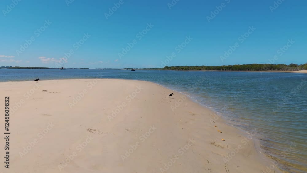 Birds on a Sandy Shoreline Birds on a Sandy Shoreline