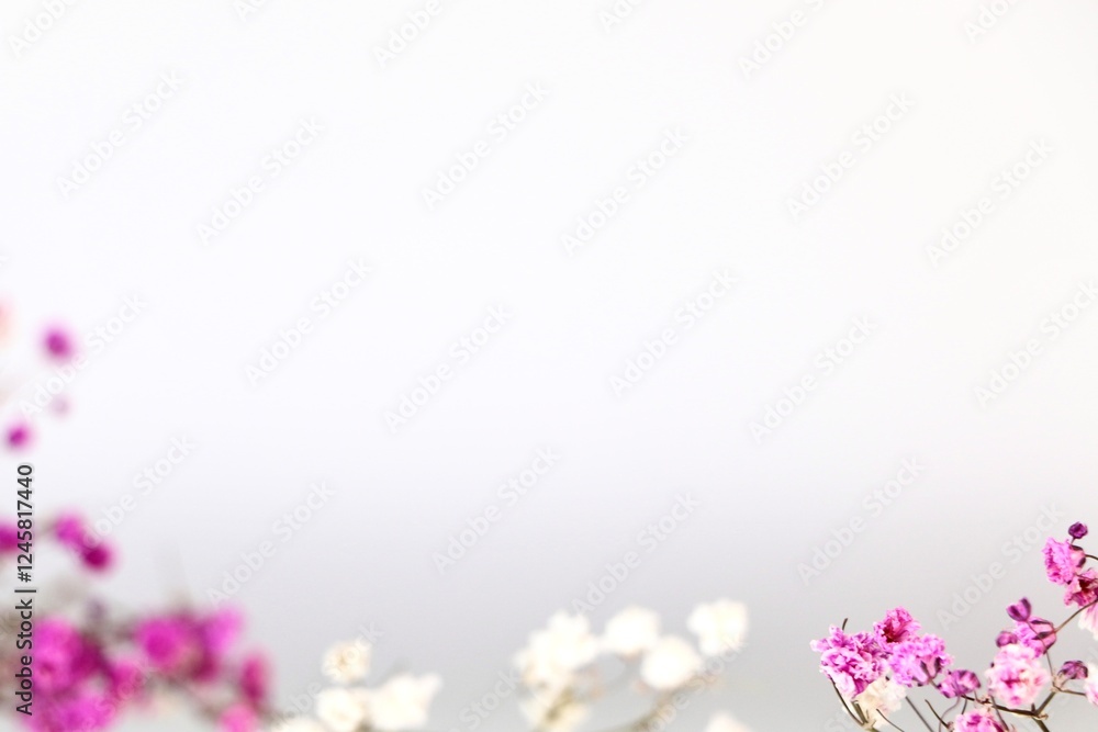 Pink and white gypsophila flowers on a light background. Concept creative floral background Pink and white gypsophila flowers on a light background. Concept creative floral background