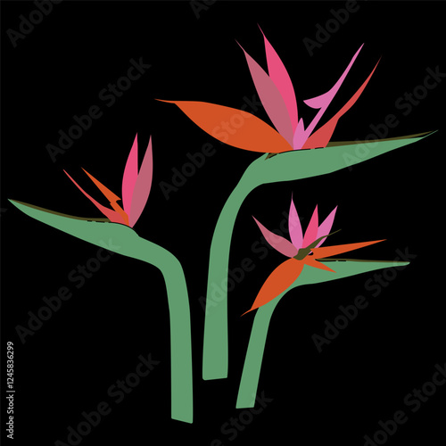 Bird of Paradise tropical flowers without leaves. Exotic hand-drawn stylized Strelitzia Reginae set. Vector illustration on dark background for fashion prints, wallpapers, decorative elements