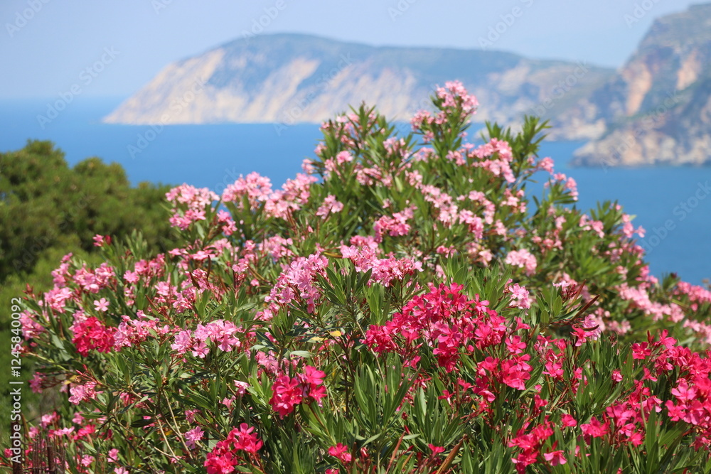 Oleander vor traumhafter Kulisse in Griechenland Oleander vor traumhafter Kulisse in Griechenland