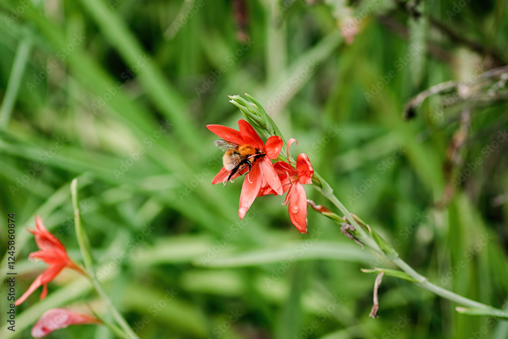 Vibrant red flowers attracting bees in a lush green environment during a sunny afternoon Vibrant red flowers attracting bees in a lush green environment during a sunny afternoon