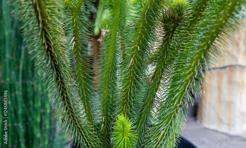 Lycopodium Squarrosum Fern with Lush Green Foliage photo