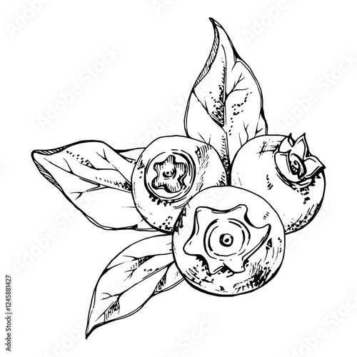 Blueberry blackberry bunch with plant leaves, hand drawn in ink vector, ripe forest sketch berry. Isolated botanical illustration garland, for restaurant, dessert cafe menu, wedding, farmers market