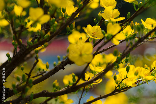 This close-up shot features delicate yellow Mai flowers (Ochna integerrima) with a dark branch and soft lighting, creating a serene and elegant composition. photo