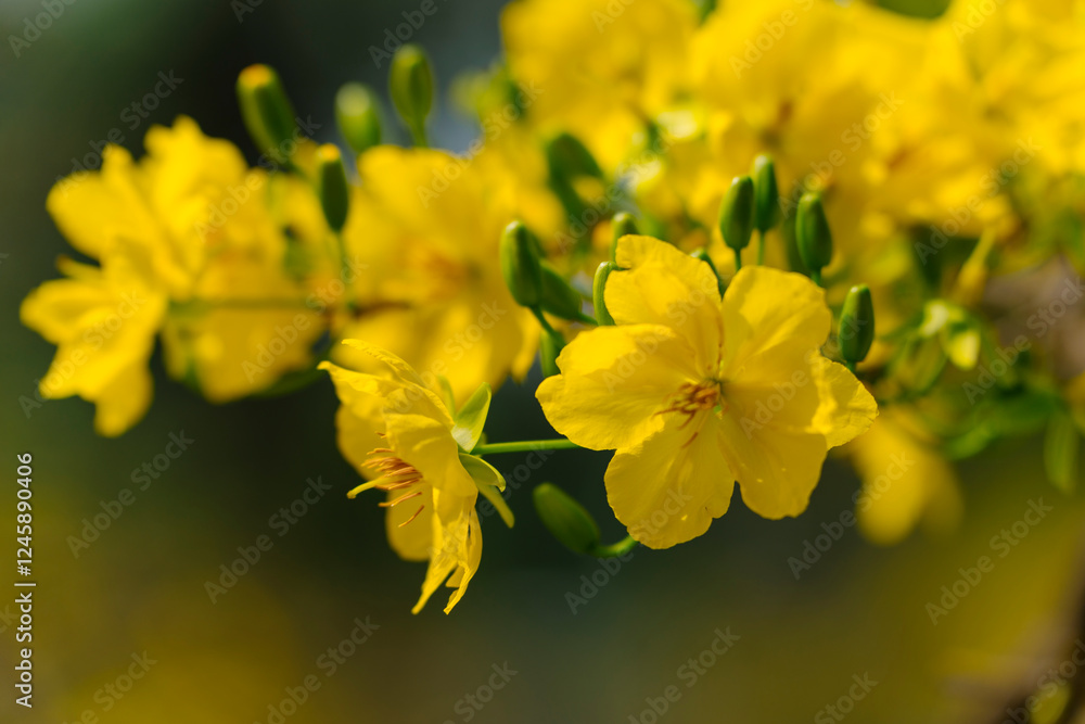 This close-up shot features delicate yellow Mai flowers (Ochna integerrima) with a dark branch and soft lighting, creating a serene and elegant composition. This close-up shot features delicate yellow Mai flowers (Ochna integerrima) with a dark branch and soft lighting, creating a serene and elegant composition.