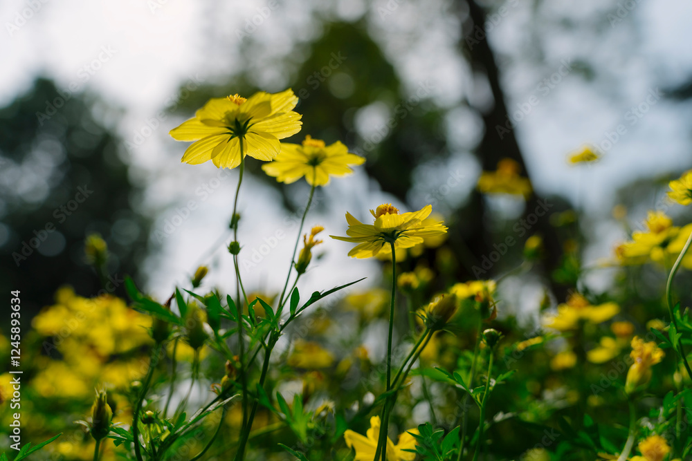 Obraz premium Sunlit yellow cosmos flowers stand tall amidst a garden, with a shallow depth of field emphasizing their vibrant color and delicate petals against a blurred backdrop.