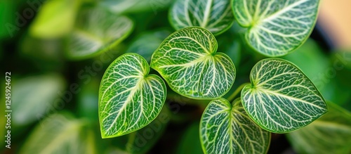 Close-up of vibrant Philodendron McDowell leaf patterns with intricate veins showcasing rich green hues and natural beauty. photo