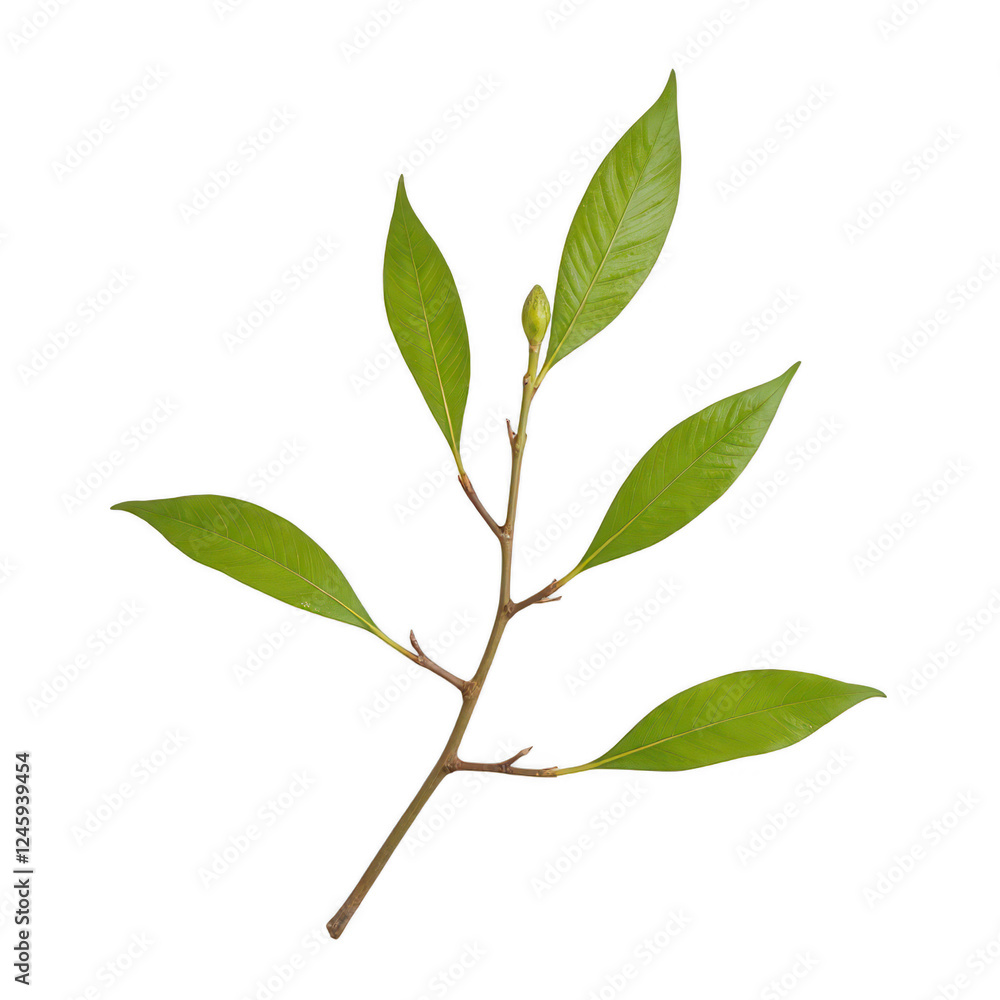 Obraz premium Green branch with fresh leaves, vibrant foliage suggesting vitality and growth, perfect for nature-themed projects and designs Isolated on white background or PNG