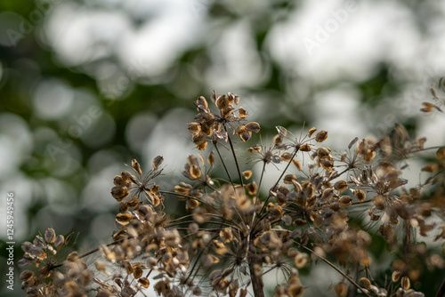 arrière plan automnale avec graines murs sur plantes sauvages, et billes de bokeh en arrière plan, png en transparence photo