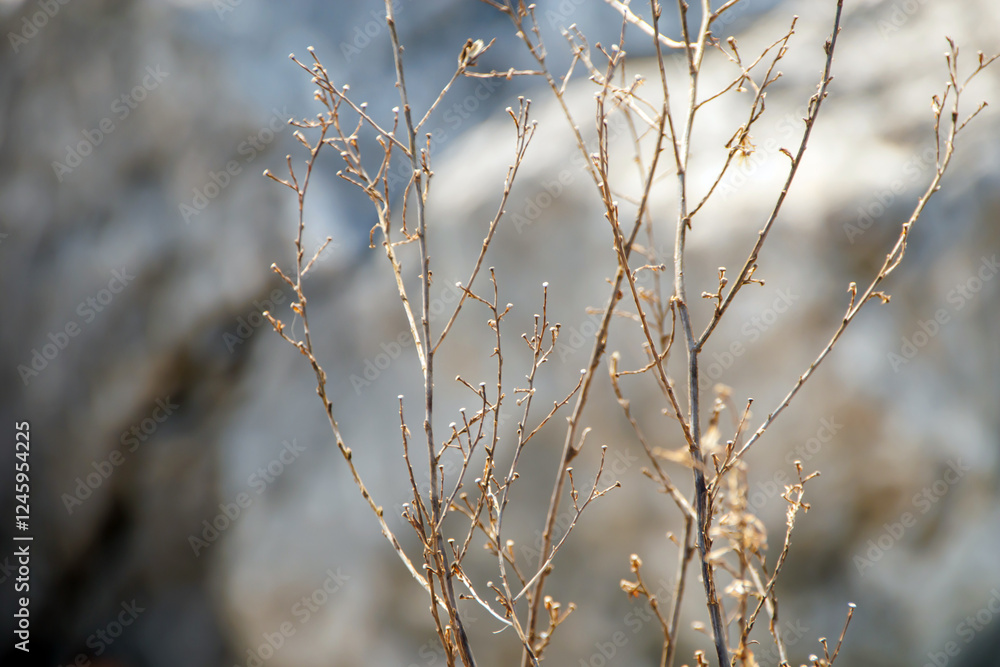 close-up tiny branches and flowers in the field close-up tiny branches and flowers in the field